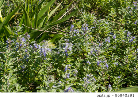 ハマゴウ 96940291