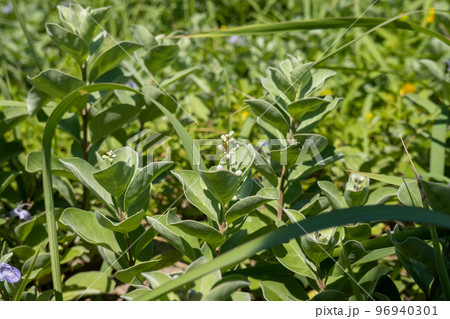 ハマゴウ 96940301