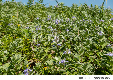 ハマゴウ ハマゴウ 96940305