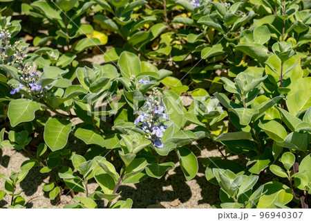 ハマゴウ ハマゴウ 96940307