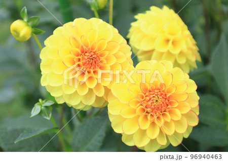 ダリアの黄色い花 96940463