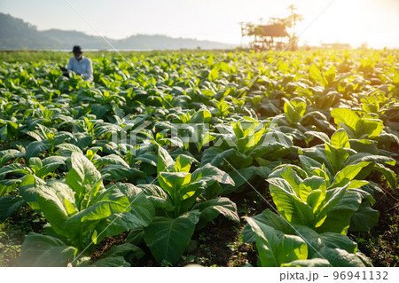 garden in the tobacco field Mekong riverside in Nong Khai Province Thailand. 96941132