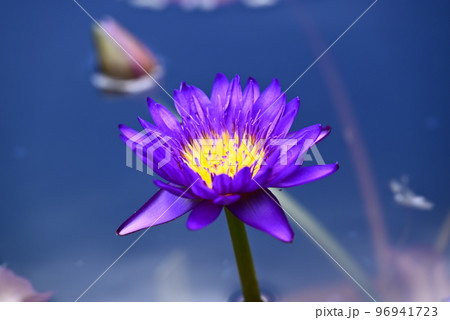 水に浮かぶ睡蓮の花 水に浮かぶ睡蓮の花 96941723