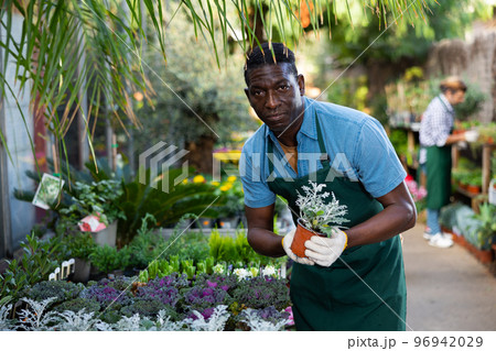 African american man hothouse owner holding pot of cineraria Silver Dust African american man hothouse owner holding pot of cineraria Silver Dust 96942029