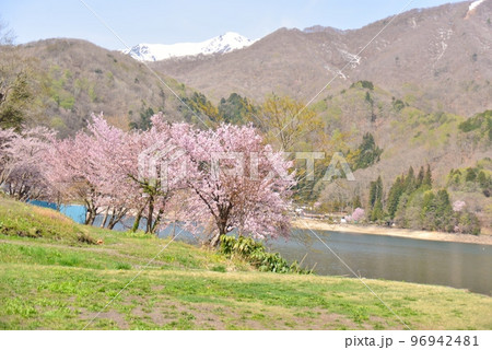 桜の花咲く青木湖の春景色 96942481
