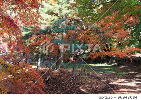 一ノ倉邸の紅葉 96943084