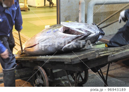 大間産本マグロの解体とマグロの競り。 大間産本マグロの解体とマグロの競り。 96943189