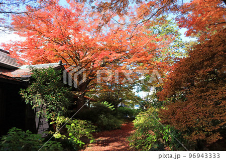 一ノ倉邸の紅葉 96943333