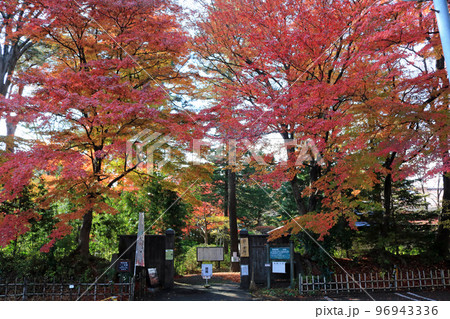 一ノ倉邸の紅葉 96943336