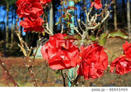 トランペッター(薔薇)、イメージ トランペッター(薔薇)、イメージ 96943404