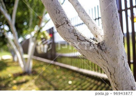Whitewashed bark of fruit trees growing in sunny orchard garden on blurred green copy space background. Gardening and agriculture, protective procedure concept. 96943877