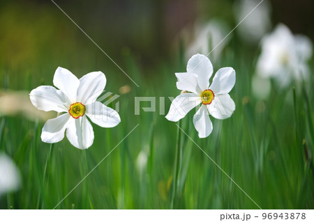 White tender narcissus flowers blooming in spring sunny garden 96943878