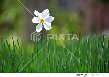 White tender narcissus flowers blooming in spring sunny garden 96943879