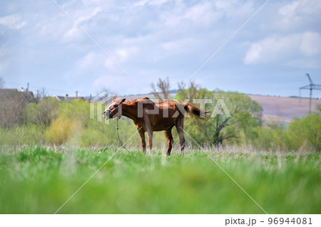 Thin chestnut horse eating grass while grazing on farm grassland pasture 96944081