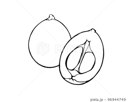 ビワの果実（半分に割ったものあり）のシンプルな線画イラスト 96944749