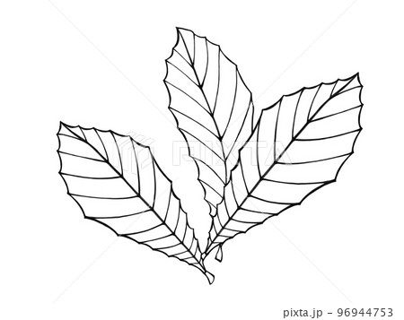 ビワの葉（三枚）のシンプルな線画イラスト 96944753