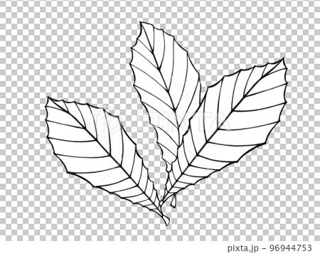ビワの葉（三枚）のシンプルな線画イラスト 96944753