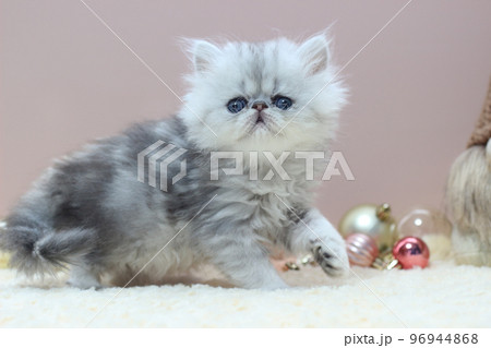 子猫とクリスマス 子猫とクリスマス 96944868