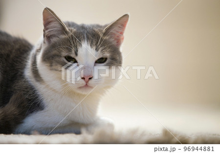 Profile portrait of young nice small cute smart white and gray domestic cat kitten with smiling expression on white copy space background. Keeping animal pet at home, wildlife concept. Profile portrait of young nice small cute smart white and gray domestic cat kitten with smiling expression on white copy space background. Keeping animal pet at home, wildlife concept. 96944881