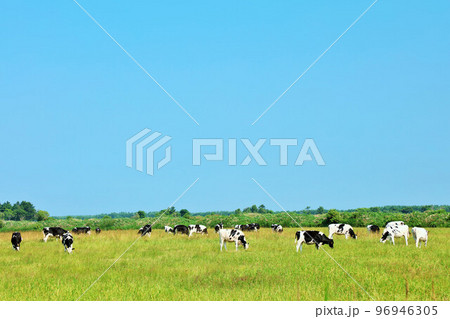 北海道　夏の青空と牧場の牛たち 96946305