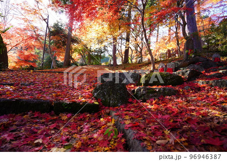 京都和束・正法寺の真っ赤に降り積もった参道の紅葉 京都和束・正法寺の真っ赤に降り積もった参道の紅葉 96946387