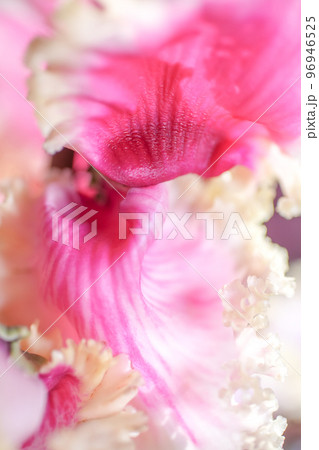 花びらのフリルが可愛いピンクのシクラメンのアップ写真 花びらのフリルが可愛いピンクのシクラメンのアップ写真 96946525