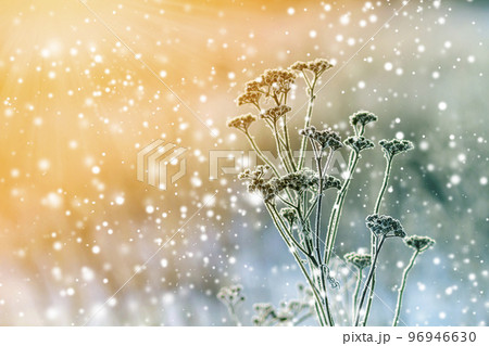 Frozen plants in early morning close up in winter Frozen plants in early morning close up in winter 96946630
