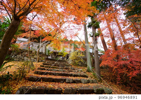 京都山寺の紅葉・イロハモミジの落葉の参道 京都山寺の紅葉・イロハモミジの落葉の参道 96946891