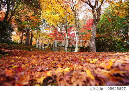 京都山寺の紅葉・イロハモミジの落葉の参道・ローアングル 京都山寺の紅葉・イロハモミジの落葉の参道・ローアングル 96946897