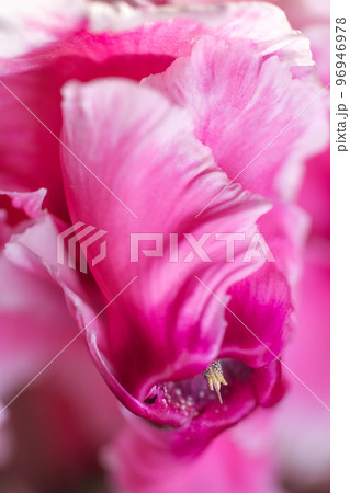 花びらのフリルが可愛いピンクのシクラメンのマクロレンズで撮った写真 96946978