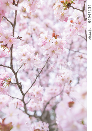 満開の桜(シネマティック動画との同時撮影) 満開の桜(シネマティック動画との同時撮影) 96947154