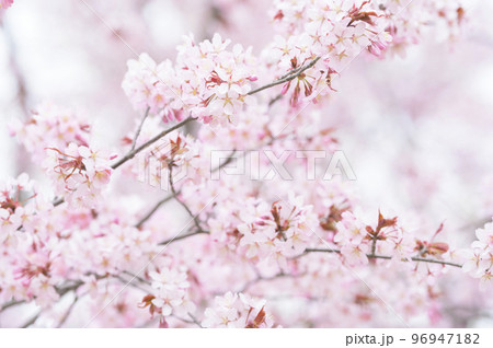 満開の桜（シネマティック動画との同時撮影） 96947182