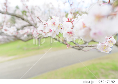 梅の花(白梅)のクローズアップ 梅の花(白梅)のクローズアップ 96947192