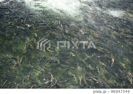 遡上するたくさんの鮭（疑似空撮） 96947349