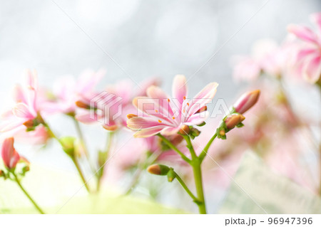 キラキラ背景の中、可愛く咲くピンク色のレウイシアをマクロレンズで撮った写真 96947396