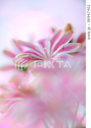 キラキラ背景の中、可愛く咲くピンク色のレウイシアをマクロレンズで撮った写真 96947401