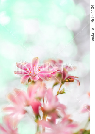 キラキラ背景の中、可愛く咲くピンク色のレウイシアをマクロレンズで撮った写真 96947404