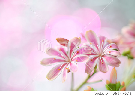 キラキラ背景の中、可愛く咲くピンク色のレウイシアをマクロレンズで撮った写真 96947673