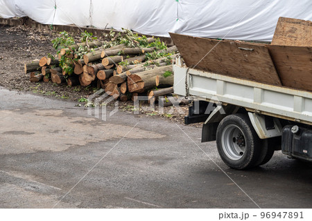 解体工事に伴う樹木の伐採作業 解体工事に伴う樹木の伐採作業 96947891