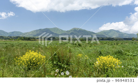 蒜山高原にヒマワリ咲く頃 96948531