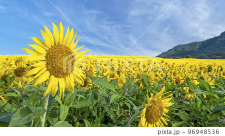 蒜山高原にヒマワリ咲く頃 96948536