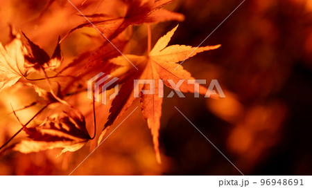 紅葉と光 96948691