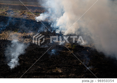 収穫後の田んぼの野焼き 炎が消えた後も立ち上る煙 　a-1 96950354