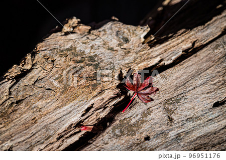 北海道の秋の札幌の紅葉風景 96951176