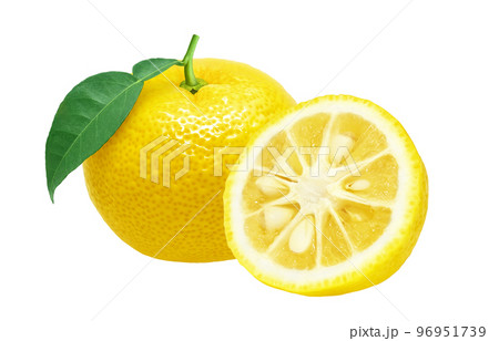 ゆず 柚子 イラスト リアル 96951739