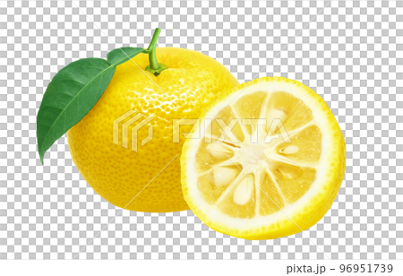 Yuzu Yuzu Illustration Real 96951739