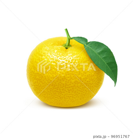 ゆず 柚子 イラスト リアル 96951767