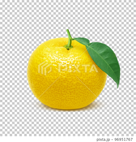 ゆず 柚子 イラスト リアル 96951767