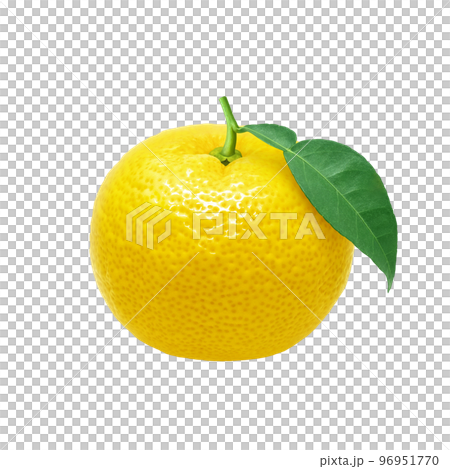 Realistic yuzu illustration 96951770