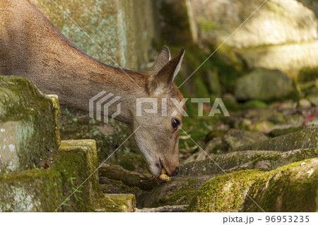手向山八幡宮 木の実を食べる鹿 手向山八幡宮 木の実を食べる鹿 96953235